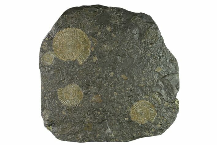 Ammonite Cluster (Dactylioceras) - Germany #133271